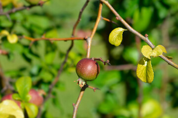 Japanese Flowering Quince