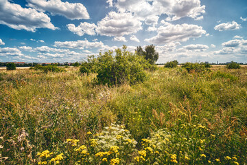 landscape with a meadow and blue sky with clouds