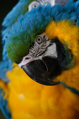 Arara and Colours Pantanal