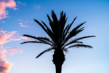 Obraz premium Beautiful tropical landscape in hawaii with coconut palm tree silhouette and orange clouds at sunset. Tropical caribbean travel destination in summer.