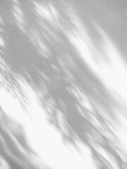 Naklejka premium The shadow from the palm tree hits the wall.