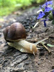 garden snail on a leaf