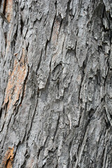 Obraz premium Common horse chestnut