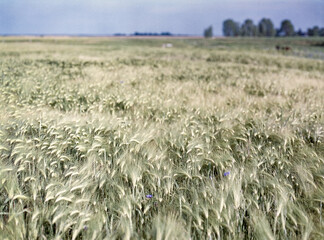 Koos, Greifswald, Analog, Vorpommern, feld, himmel, landschaft, natur, gras, blau, cloud, cloud, sommer, ackerbau, weizen, wiese, b&auml;uerlich, bauernhof, green, horizont, gelb, pflanze, szene
