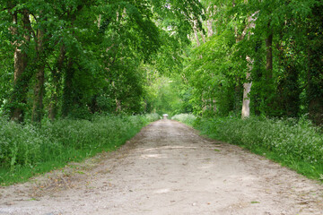 Sentier dans les bois