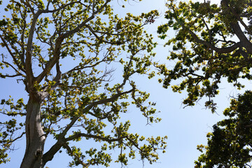 Majestic view of a blue sky And trees