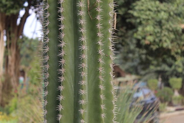 Saguaro Cactus close-up.
