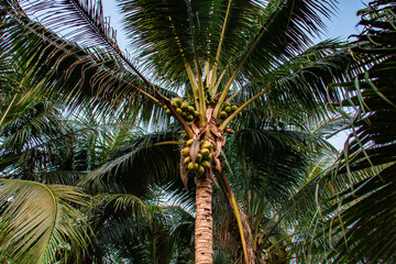 Large palm tree with hanging coconuts