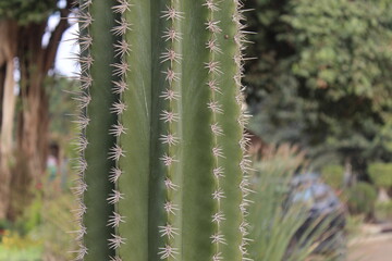 Saguaro Cactus close-up.
