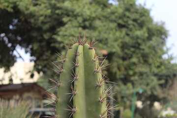 Saguaro Cactus close-up.
