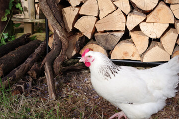 Poule blanche devant un tas de bois