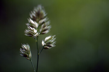 close up of a flower