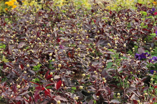 Maroon leaves of a southern plant.
Maroon leaves of a southern plant from garden of Park Villa Pallavicino, Lago Maggiore, Italy. Nice Background. The beauty of the world.
