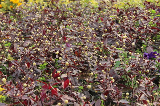 Maroon leaves of a southern plant.
Maroon leaves of a southern plant from garden of Park Villa Pallavicino, Lago Maggiore, Italy. Nice Background. The beauty of the world.
