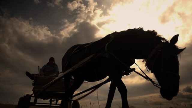 dark silhouette of young harnessed horse eating grass near vintage cart with sitting farmer under cloudy sky at sunset low angle shot