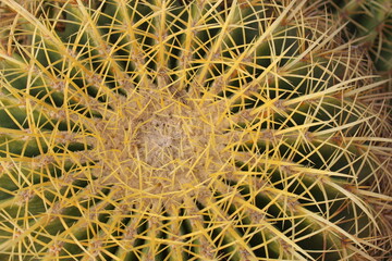 Golden Ball Cactus Specie: Echinocactus grusonii. Family: Cactaceae Original from Central Mexico.
