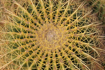 Golden Ball Cactus Specie: Echinocactus grusonii. Family: Cactaceae Original from Central Mexico.
