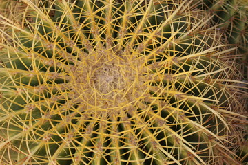 Golden Ball Cactus. Dangerous, agave.
