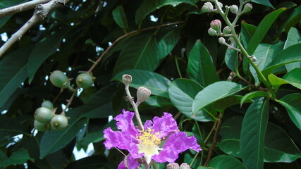 flower in the garden