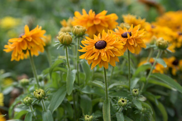Closeup of yellow orange Rudbeckia flowers and buds in the garden