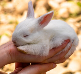 Hand holding a small baby white rabbit isolated on blurred background, Sleepy baby bunny isolated.