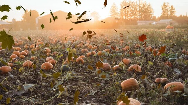 Digital Composite video of autumn leaves moving against pumpkin patch in background