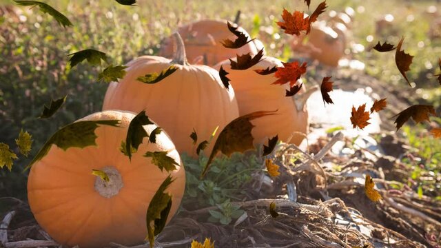 Digital Composite video of autumn leaves moving against pumpkin patch in background