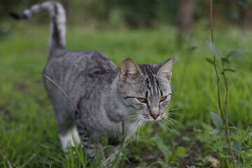 gray cat on the grass