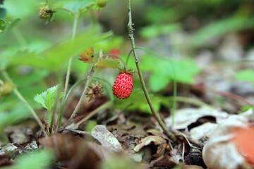 Red single wild strawberry on branch on forest ground