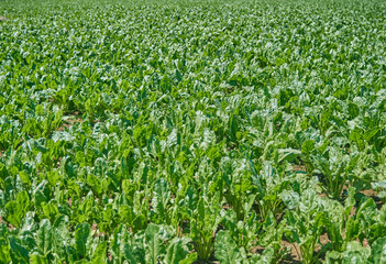 Lush green swiss chard field freshly cultivated in early summer.