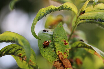 close up of a bud of a tree