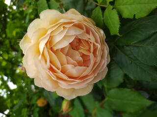 Różowo-żółta kwitnąca róża na zielonym krzewie