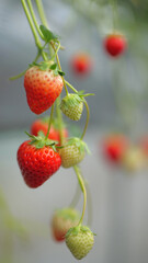 イチゴ狩り、いちご、可愛いイチゴ