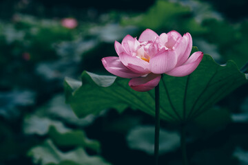 When summer comes, the lotus in the pond is in full bloom