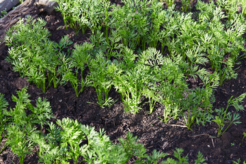 A bed of young carrots, close-up