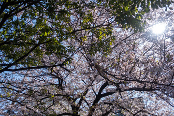 Obraz premium 桜と木漏れ日