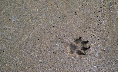Dog paw footprint on a sandy beach. The idea of ​​walking pets. The texture of wet sand. Imprints in the sand. Copy space for text.