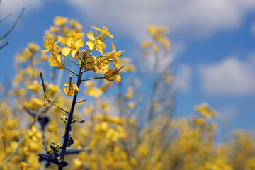 yellow rape field