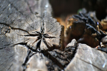 wolf spider on a wood