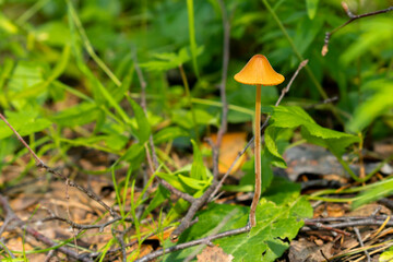 mushrooms in the forest grow on the ground natural wild. High quality photo