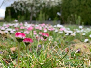 spring in the garden © Anna