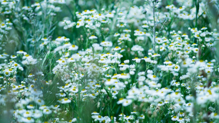 The field of the white daisies
