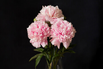 Blooming peony on a black background