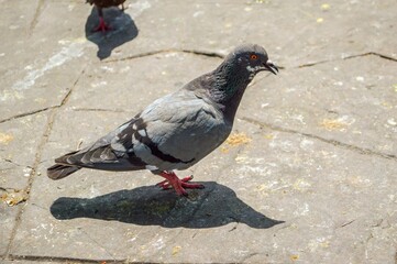 pigeon on cement floor