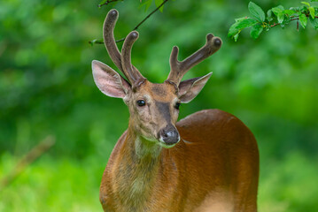Buck deer with antlers in the forest in spring
