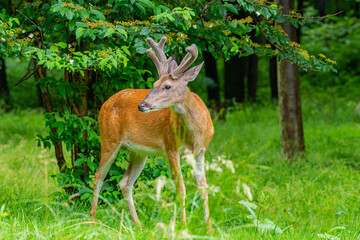 Naklejka na ściany i meble Buck deer with antlers in the forest in spring