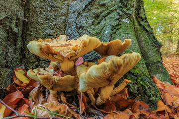 Several mushrooms of the spurge genus on a tree trunk in the deciduous forest. Beech forest with...