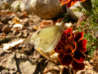 beige butterfly on a burgundy flower
