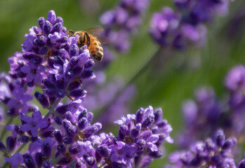 Honey Bee pollinator suckling nectar from French Lavender  plant blooms on Long Island, New York