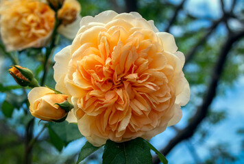The beauty of nature. Pale orange rose.